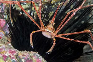 Animal Legs Gallery: Arrow crab (Sternorhynchus lanceolatus). Tenerife, Canary Islands