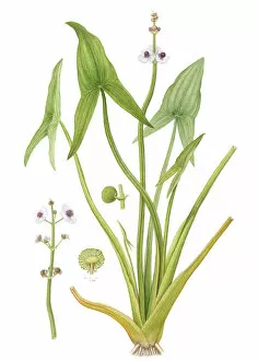 Alismatales Gallery: Arrowhead (Sagittaria sagittifolia) watercolour illustration
