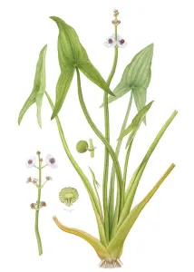 Alismatales Prints: Arrowhead (Sagittaria sagittifolia) watercolour illustration