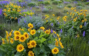 March 2021 Highlights Collection: Arrowleaf balsamroot (Balsamorhiza sagittata) and lupins (Lupinus sp