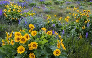 Arrowleaf balsamroot (Balsamorhiza sagittata) and lupins (Lupinus sp