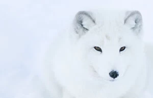 Images Dated 6th February 2013: Artic fox (Vulpes lagopus) portrait, captive, Norway, February