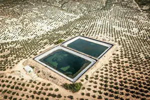 Fruit Prints: Artificial water ponds (dangerous for wildlife) among intensive olive tree plantations