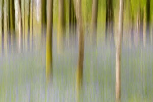 Asparagaceae Gallery: Artistic shot of immature woodland and bluebells at Broxwater, Cornwall, UK. April
