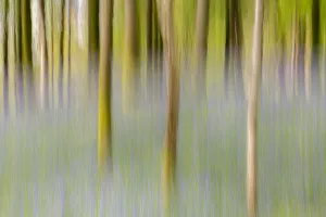 Asparagaceae Gallery: Artistic shot of immature woodland and bluebells at Broxwater, Cornwall, UK. April