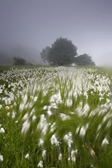 Arty-shot of Cotton grass blowing in wind, in a meadow, Picos de Europa, Spain