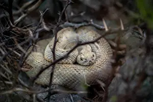 Squamata Prints: Aruba Island rattlesnake (Crotalus unicolor) coiled up