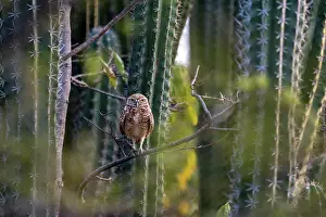 Succulents Prints: Aruban burrowing owl (Athene cunicularia arubensis) perched on top of cactus, Aruba