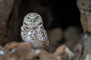 Rock Prints: Aruban burrowing owl (Athene cunicularia arubensis) perched in front of nesting site