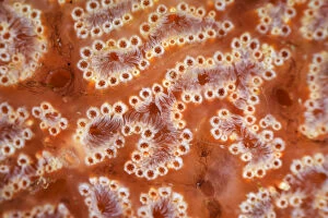 Ascidiacea Gallery: Ascidian / Sea squirt (Ascidiacea) close-up. Bohai Sea, Yellow Sea. Zhifu Island