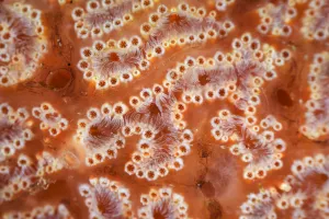 Ascidian / Sea squirt (Ascidiacea) close-up. Bohai Sea, Yellow Sea. Zhifu Island Ascidian / Sea squirt (Ascidiacea) close-up. Bohai Sea, Yellow Sea. Zhifu Island