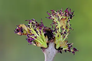 Blossom Prints: Ash (Fraxinus excelsior) blossom breaking in spring, Dorset, UK. April