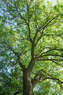 Green Woodlands Collection: Ash (Fraxinus excelsior) tree in spring. Surrey, UK. May
