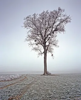 Images Dated 18th March 2013: Ash tree (Fraxinus excelsior) covered in frosted, Picardy, Laon, France
