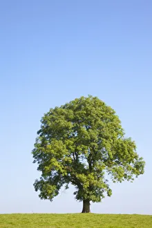 Alone Gallery: Ash Tree (Fraxinus excelsior) growing in a field. Peak District National Park, Derbyshire, UK