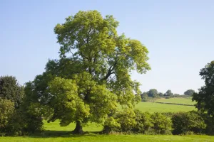 Images Dated 27th August 2013: Ash Tree (Fraxinus excelsior) growing in a field. Peak DIstrict National Park, Derbyshire, UK