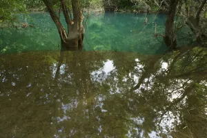Ash tree (probably Fraxinus angustifolia) reflected in flood water in a forest along