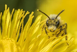 Andrena Gallery: Ashy mining bee (Andrena cineraria), feeding on Dandelion (Taraxacum offinicale) Monmouthshire