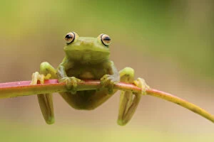 Lucas Bustamante Gallery: Ashy tree frog (Hypsiboas cinerascens) on leaf, Yasuni National Park, Orellana, Ecuador