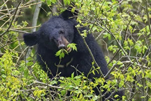 Ursus Gallery: Asian black bear (Ursus thibetanus) feeding on leaves, Tangjiahe Nature Reserve