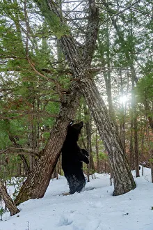 Russia Prints: Asian black bear (Ursus thibetanus) scent marking tree by rubbing back on it