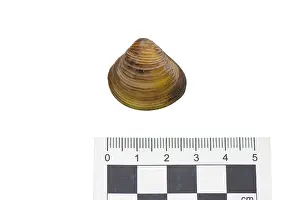 Invasive Prints: Asian clam (Corbicula fluminea) portrait with scale