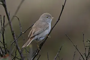 Songbird Prints: Asian desert warbler (Curruca nana) perched on a branch