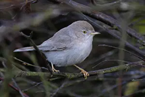 Songbird Prints: Asian desert warbler (Curruca nana) perched on a branch