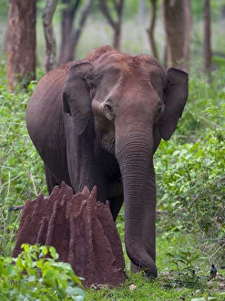 Asian Elephant Gallery: Asian Elephant (Elephas maximus) femalenext to termite mound in forest, Nagarhole National Park