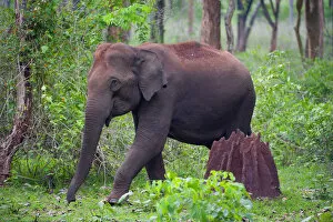 Images Dated 4th May 2010: Asian Elephant (Elephas maximus) female walking past termite mound in forest, Nagarhole