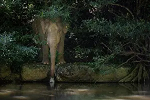 Thailand Prints: Asian elephant (Elephas maximus) drinking water from a stream at the edge of the forest