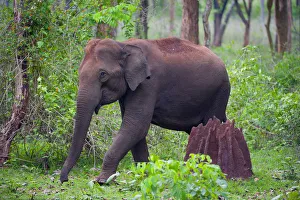 Asian Elephant (Elephas maximus) female walking past termite mound in forest, Nagarhole