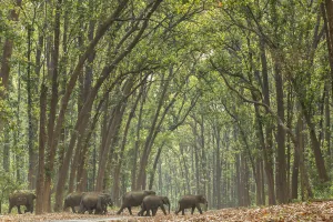 Elephas Prints: Asian elephant (Elephas maximus) herd passing through Sal tree forest