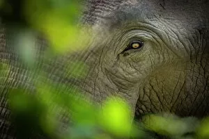 Asian Elephant Gallery: Asian elephant (Elephas maximus indicus) male, eye detail through foliage, Bardia National Park