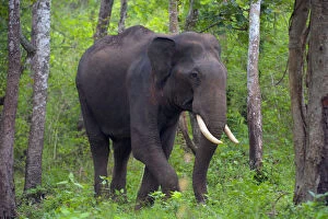Proboscids Gallery: Asian Elephant (Elephas maximus) male, walking through forest, South India