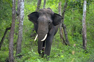 Elephants Gallery: Asian Elephant (Elephas maximus) male, India