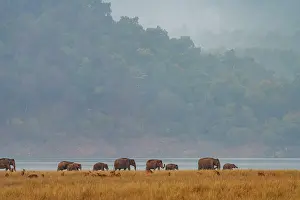 Elephas Prints: Asian elephants (Elephas maximus) herd walking across the plain