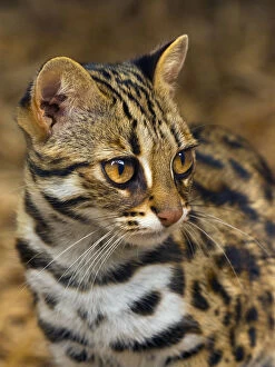 Asian leopard cat (Prionailurus bengalensis) captive, occurs in South East Asia