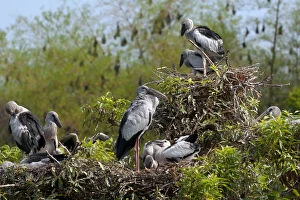Asian Open-bill Stork (Anastomus oscitans), adults and young birds at colony, with
