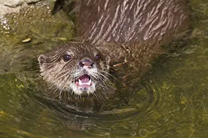Water Surface Prints: Asian / Oriental short-clawed otter (Aonyx cinerea) looking out of water with mouth open