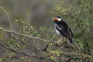 Sturnidae Prints: Asian pied starling (Sturnus contra) perched in tree
