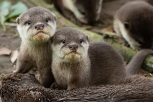 Looking Prints: Asian small-clawed otter (Aonyx cinerea) pups looking at camera