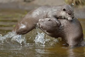 2018 October Highlights Prints: Asian small-clawed otter (Aonyx cinerea) two young females play-fighting, Edinburgh Zoo