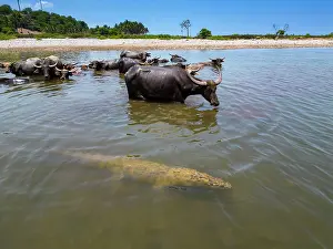 Cooling Down Prints: Asian water buffalo (Bubalus arnee) domestic herd watching Salt water crocodile (Crocodylus porosus) in river shallows