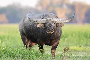 Bulls Prints: Asian water buffalo (Bubalus bubalis) bull