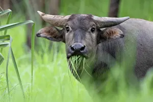 Grazing Prints: Asian water buffalo (Bubalus bubalis) juvenile male feeding at the edge of a swamp