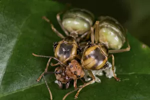 Two Asian weaver ants (Oecophylla smaragdina), queens founding a new nest, tending to eggs, West Bengal, India