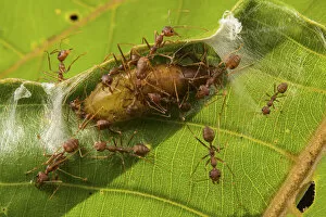 Images Dated 6th April 2022: Asian weaver ants (Oecophylla smaragdina) protecting a parasitic butterfly pupa