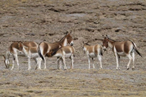 Images Dated 8th October 2016: Asian wild ass (Equus kiang) herd in wetlands near Madoa, Tibetan Plateau, Qinghai, China