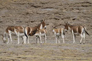 Suckling Prints: Asian wild ass (Equus kiang) herd in wetlands near Madoa, Tibetan Plateau, Qinghai, China